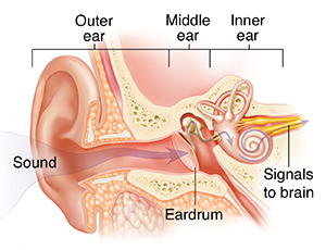 Cross section of ear showing outer, inner, and middle ear structures.