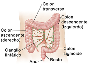 Contorno de un abdomen adulto en el que pueden verse arterias y ganglios linfáticos del colon.