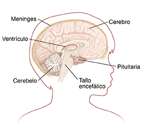 Contorno de la cabeza de un niño girada de lado para mostrar la cabeza y las estructuras encefálicas.