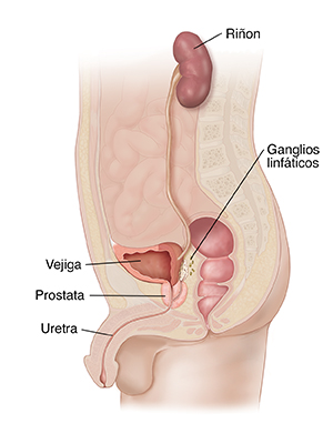 Corte transversal de una pelvis y abdomen de hombre donde se destaca el sistema urogenital.