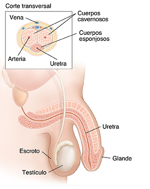 Vista lateral de anatomía reproductora masculina normal con recuadro que muestra un corte transversal del pene.