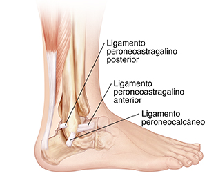 Vista lateral de los huesos de la parte inferior de la pierna y del pie donde se observan el ligamento talofibular posterior, el ligamento calcaneofibular y el ligamento talofibular anterior.