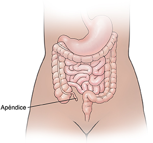 Vista frontal del contorno de una mujer donde se observa el tubo digestivo.