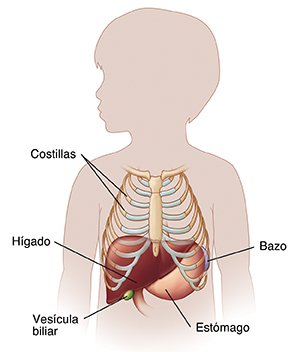 Contorno de un niño donde puede verse la ubicación del hígado.