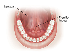 Vista de la parte frontal de una boca abierta donde puede verse la parte de abajo de la lengua.