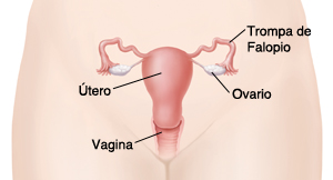 Contorno de la pelvis de una mujer donde se observa la vagina, el útero, las trompas de Falopio y los ovarios.