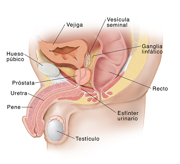 Vista lateral de los órganos pélvicos masculinos.