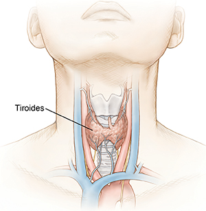 Vista delantera del cuello, donde puede verse la glándula tiroidea.