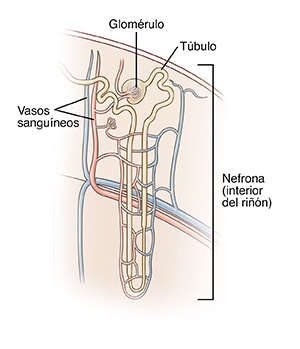 Primer plano de un riñón con nefronas.