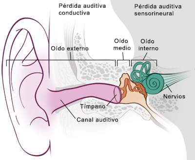 Vista frontal de la anatomía del oído.
