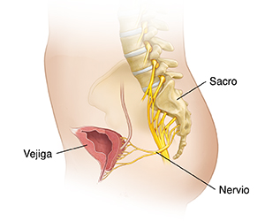 Corte transversal de la pelvis femenina donde se observan el sacro, los nervios sacros y la vejiga.