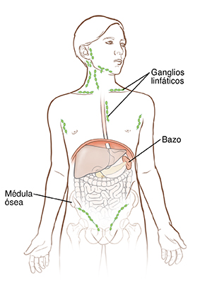 Contorno de un niño donde pueden verse órganos dentro del abdomen y el contorno del hueso de la cadera.