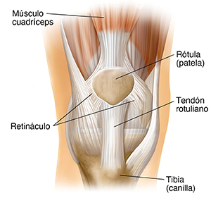 Vista frontal de la articulación de la rodilla.