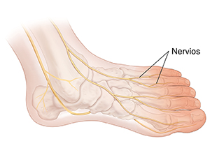 Vista superior del pie parcialmente girado hacia un costado donde se ven los huesos y nervios. La parte anterior del pie está sombrada.