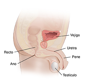 Vista lateral de los genitales masculinos donde se muestra el recto, la vejiga, la uretra, el ano, un testículo y el pene