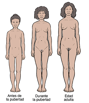 El desarrollo de una mujer desde la prepubertad hasta la edad adulta, pasando por la pubertad.