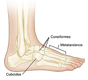 Vista lateral de un pie donde se observan los huesos.