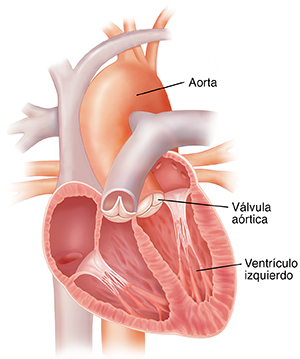 Vista de las cuatro cavidades del corazón donde se observa la válvula aórtica.