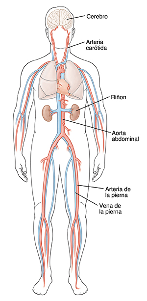 Contorno masculino donde se ven los vasos sanguíneos importantes, el cerebro, el corazón, los pulmones y los riñones.