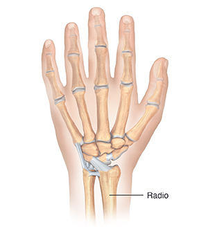 Vista posterior de la mano donde se observan los huesos y los ligamentos.