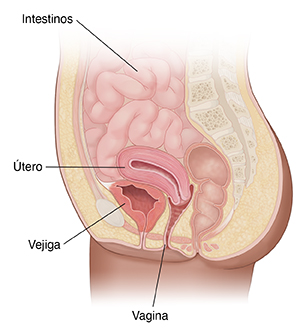 Vista lateral de la zona pélvica de una mujer donde se observa el útero, la vejiga, los intestinos y la vagina.