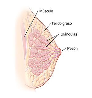 Corte transversal de la vista lateral de un seno en donde se ven el pezón, las glándulas, la grasa y el músculo del pecho.